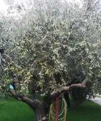 Giardiniere e manutenzione dei verde Giardiniere e manutenzione dei verde