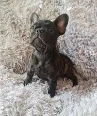 Cucciola Bouledogue Francese pedigree