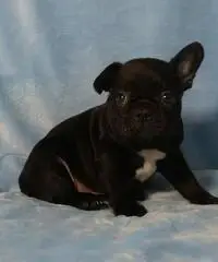 Bouledogue bulldog francese frenc black e tan. Bouledogue bulldog francese frenc black e tan.