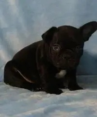 Bouledogue bulldog francese frenc black e tan.